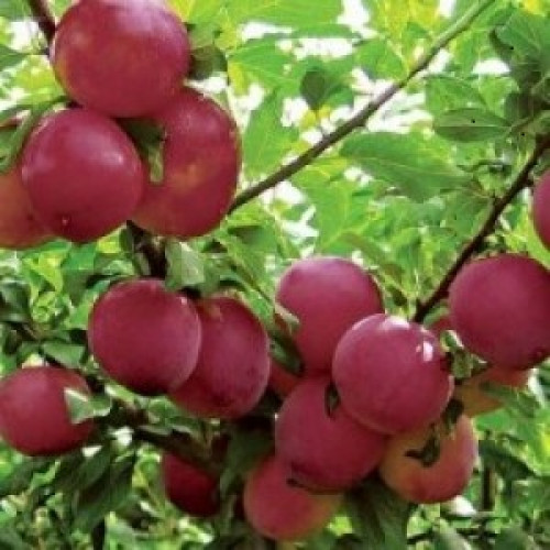 Алыча Глобус Алыча Глобус