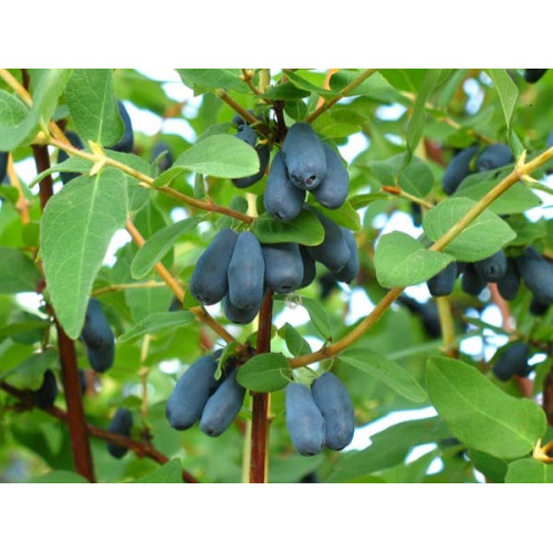 Жимолость (каприфоль) 3 года Жимолость (каприфоль) 3 года