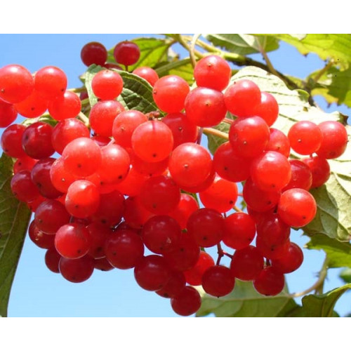 Калина крупноплодная сладкая 3-х летняя Калина крупноплодная сладкая 3-х летняя