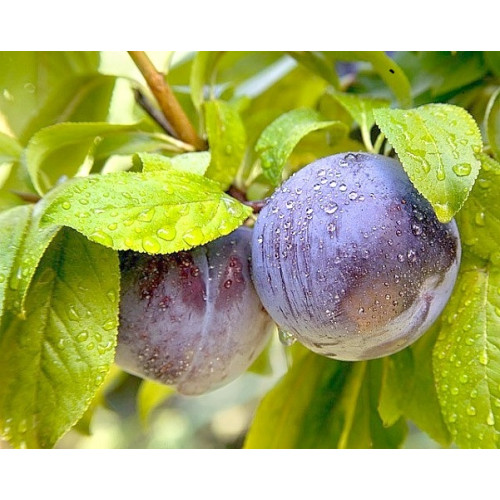 Алыча колоновидная Алыча колоновидная