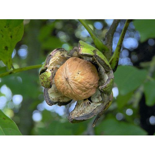 Орех Крупноплодный 2-х летний Орех Крупноплодный 2-х летний