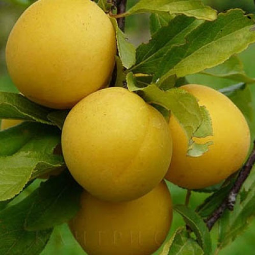 Алыча Злато Скифов Алыча Злато Скифов