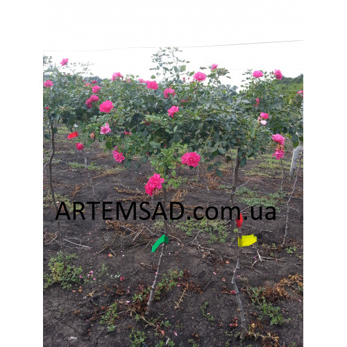 Роза Штамбовая разные цвета с комом Роза Штамбовая разные цвета с комом