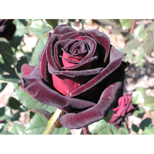 Роза Блэк Роза Блэк