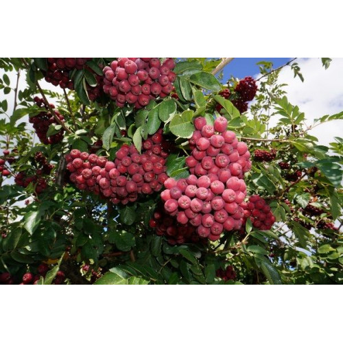 Рябина Гранатовая привитая 3 года съедобная