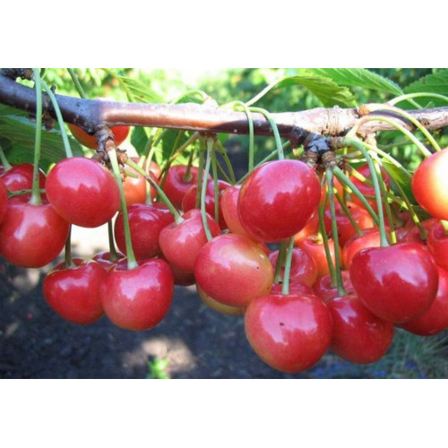 Черешня Дончанка Черешня Дончанка