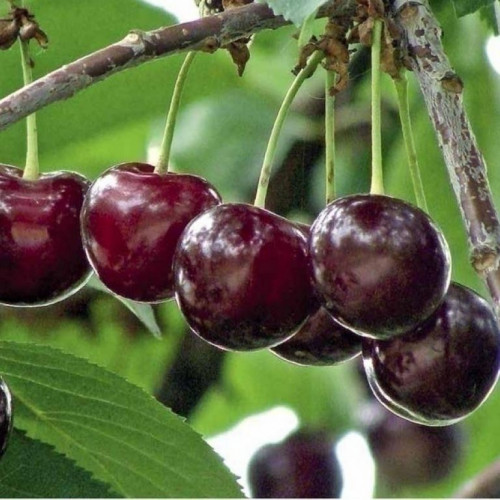 Вишня Лотовка Вишня Лотовка