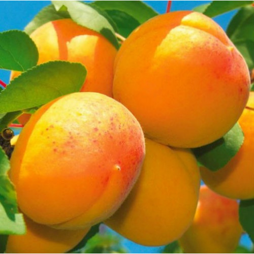 Абрикос Персиковый Абрикос Персиковый