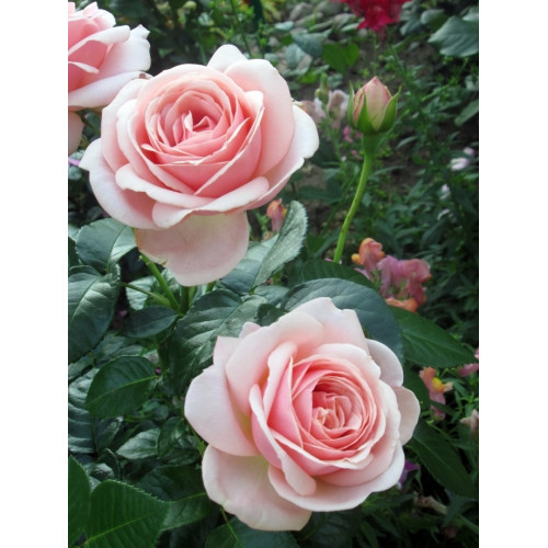 Роза Афродита