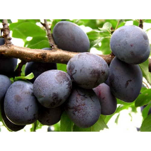 Cлива Венгерка Ажанская СЛИВА ПРОДАЖ!!!! Cлива Венгерка Ажанская СЛИВА ПРОДАЖ!!!!