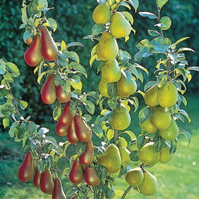 Дерево-Сад Груша Артемовская Зимняя+Киргизская+Кюре+Талгарская Красавица Дерево-Сад Груша Артемовская Зимняя+Киргизская+Кюре+Талгарская Красавица