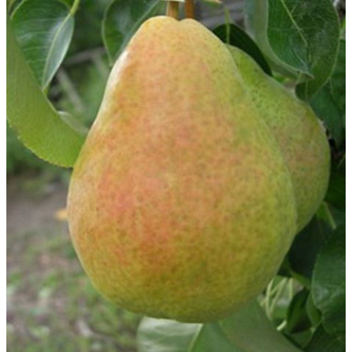 Груша Артемовская зимняя ЛИДЕР ПРОДАЖ!!!! Груша Артемовская зимняя ЛИДЕР ПРОДАЖ!!!!