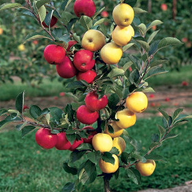 Дерево-Сад Яблоня Чемпион+Кальвиль Снежный+Флорина+Джонаголд Дерево-Сад Яблоня Чемпион+Кальвиль Снежный+Флорина+Джонаголд