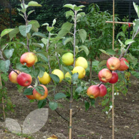 Дерево-Сад Яблоня Голден Делишес+Фуджи+Антоновка+Чемпион