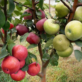 Дерево-Сад Яблоня Голден Делишес+Ред Джонапринц+Семеренко+Гала Маст Дерево-Сад Яблоня Голден Делишес+Ред Джонапринц+Семеренко+Гала Маст