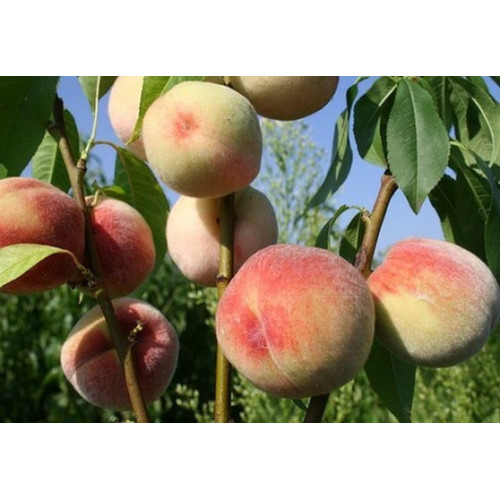 Персик Гринсборо ЛИДЕР ПРОДАЖ!!! Персик Гринсборо ЛИДЕР ПРОДАЖ!!!