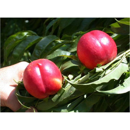 Нектарин Хард Блейзер ЛИДЕР ПРОДАЖ!!! Нектарин Хард Блейзер ЛИДЕР ПРОДАЖ!!!