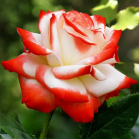 Роза Императрица Роза Императрица