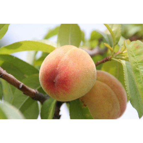 Персик Киевский ранний ЛИДЕР ПРОДАЖ!!! Персик Киевский ранний ЛИДЕР ПРОДАЖ!!!