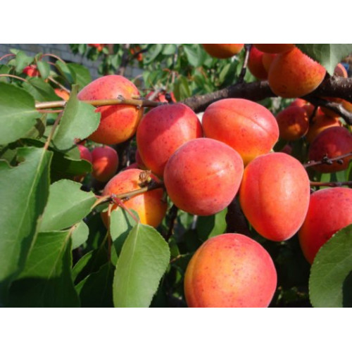 Абрикос Краснощекий ХИТ ПРОДАЖ!!! Абрикос Краснощекий ХИТ ПРОДАЖ!!!