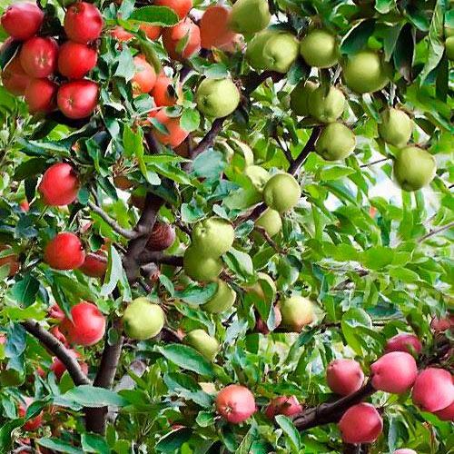 Дерево-Сад Яблоня Мелба+Ред Джонапринц+Семеренко+Спартан Дерево-Сад Яблоня Мелба+Ред Джонапринц+Семеренко+Спартан