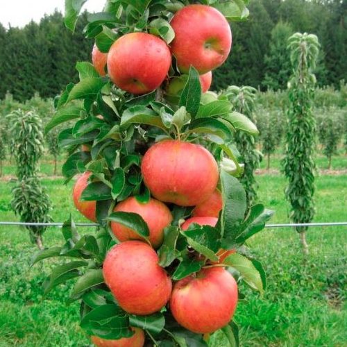 яблоня колоновидная Телеймон яблоня колоновидная Телеймон