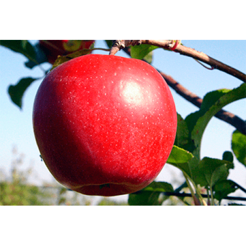 яблоня Лигол яблоня Лигол