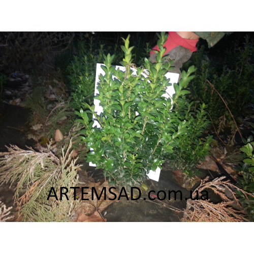 Самшит 4 года 40-50 см Самшит 4 года 40-50 см