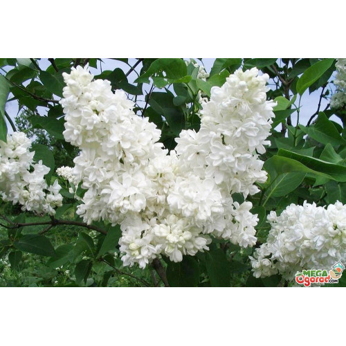 Сирень махровая Алиса Хардинг привитая Сирень махровая Алиса Хардинг привитая