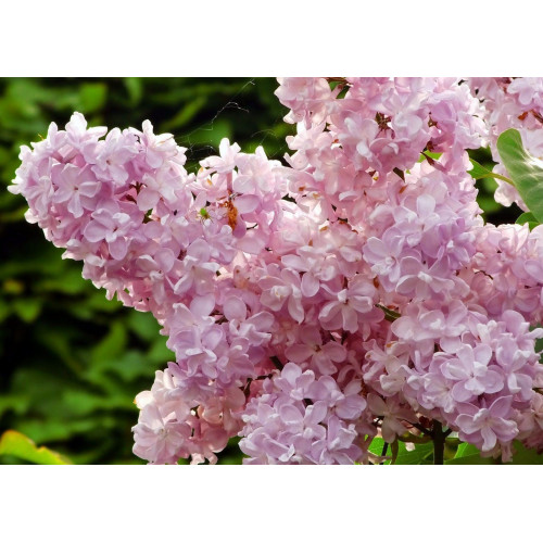 Сирень махровая Жемчужина привитая ЛИДЕР ПРОДАЖ Сирень махровая Жемчужина привитая ЛИДЕР ПРОДАЖ