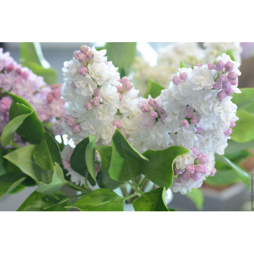 Сирень Красавица Москвы привитая Сирень Красавица Москвы привитая