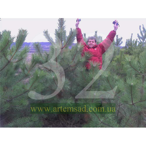 Сосна Крымская 1,5-1,8 метра с комом Сосна Крымская 1,5-1,8 метра с комом