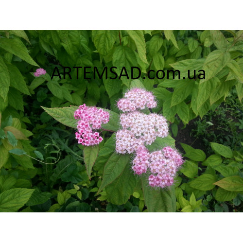 Спирея розовая средне рослая Спирея розовая средне рослая