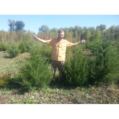 Можжевельник Виргинского пирамидальный. с комом земли Можжевельник Виргинского пирамидальный. с комом земли