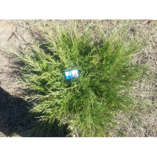 Можжевельник Казацкого стелющийся Можжевельник Казацкого стелющийся