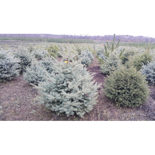 Ель голубая (колючая)1,3-1,7 метра Ель голубая (колючая)1,3-1,7 метра