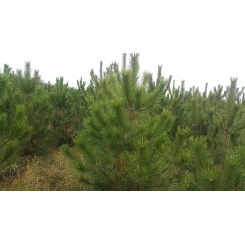 сосна Крымская 2-2,5 метра 8 лет сосна Крымская 2-2,5 метра 8 лет