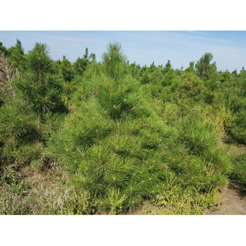 Сосна Стриженная КРЫМСКАЯ ЛИДЕР ПРОДАЖ ! Сосна Стриженная КРЫМСКАЯ ЛИДЕР ПРОДАЖ !