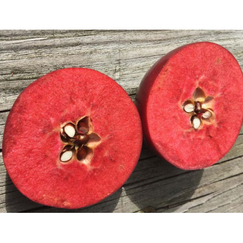 Яблоня Эра (красная мякоть) ЛИДЕР ПРОДАЖ ! Яблоня Эра (красная мякоть) ЛИДЕР ПРОДАЖ !