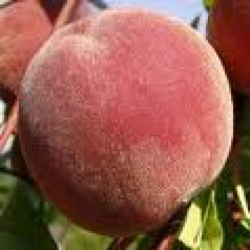 персик Флеминг Фьюри PF-5B, 24-007, 23 ЛИДЕР ПРОДАЖ !!! персик Флеминг Фьюри PF-5B, 24-007, 23 ЛИДЕР ПРОДАЖ !!!