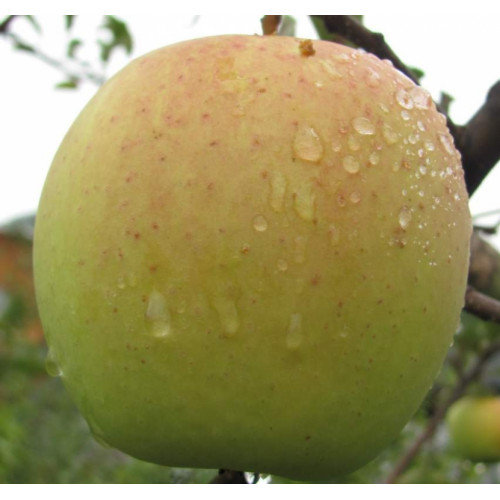 Голден Делишес Рейнджерс Голден Делишес Рейнджерс