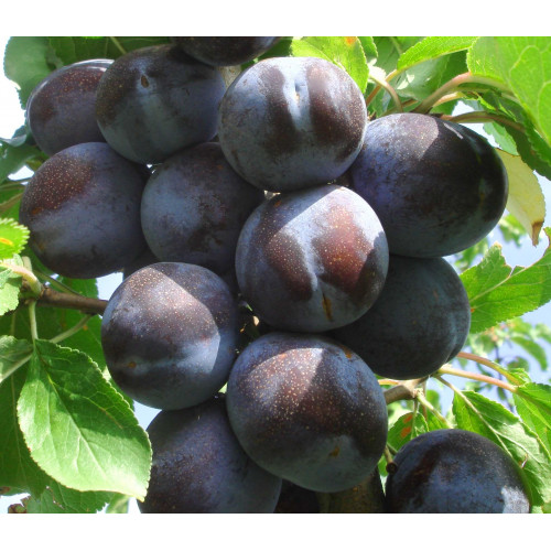 Слива Блюфри Слива Блюфри