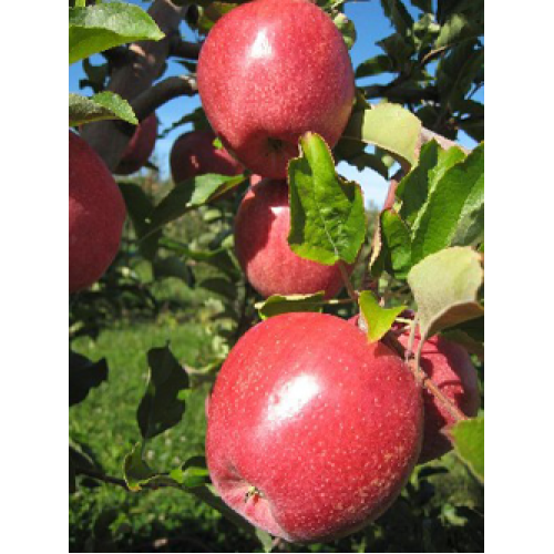 яблоня Камео яблоня Камео