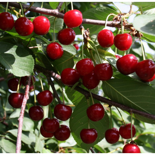 Вишня Игрушка