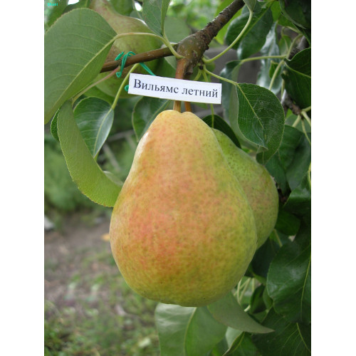 Груша Вильямс летний Груша Вильямс летний