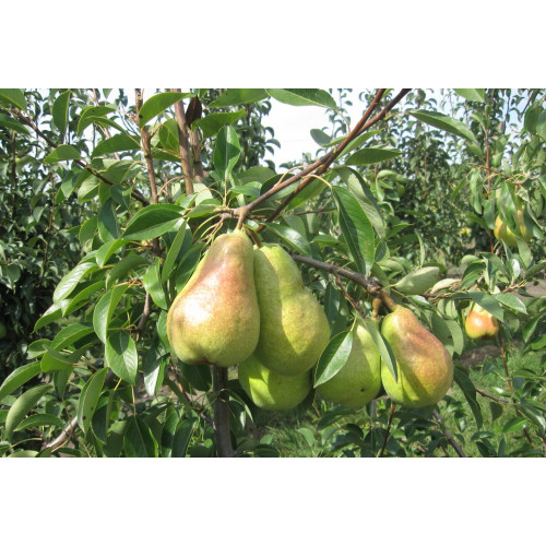 груша Аббат Фетель груша Аббат Фетель