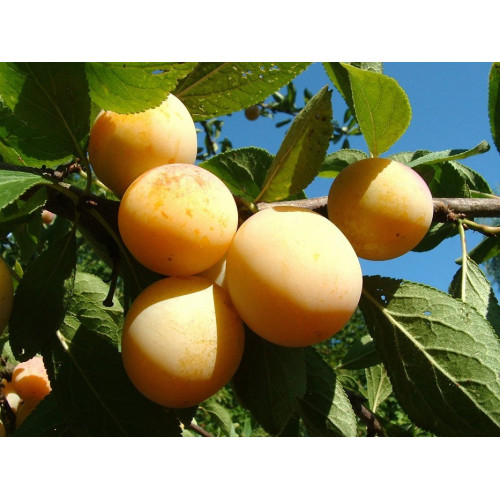 Слива Желтая Афаська Слива Желтая Афаська