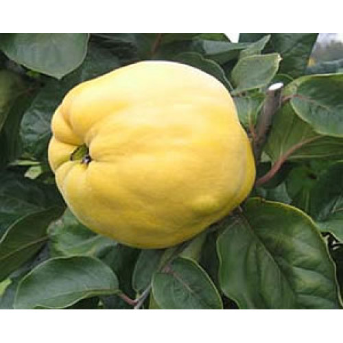 Айва сочная ЛИДЕР ПРОДАЖ ! Айва сочная ЛИДЕР ПРОДАЖ !