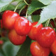 Черешня Черешня