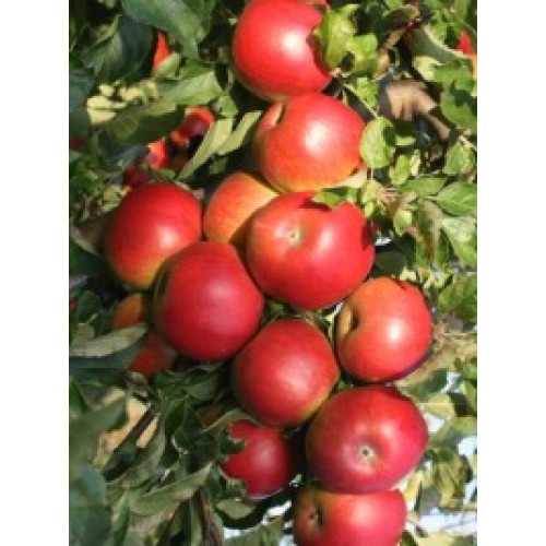 яблоня Айдаред яблоня Айдаред